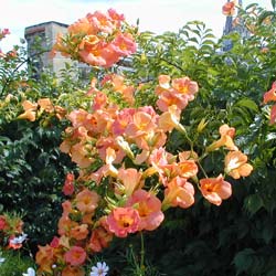 Trumpet Vine Tarantella